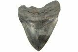 Bargain, Fossil Megalodon Tooth - South Carolina #185221-1